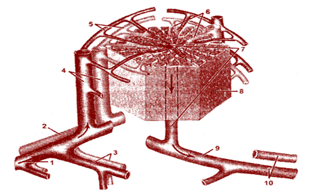 http://www.medbiol.ru/medbiol/anatomia/images/176.gif
