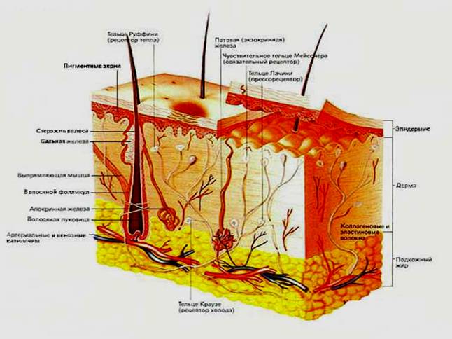 http://www.kgau.ru/distance/resources/turitcyna/img/Image211k.jpg
