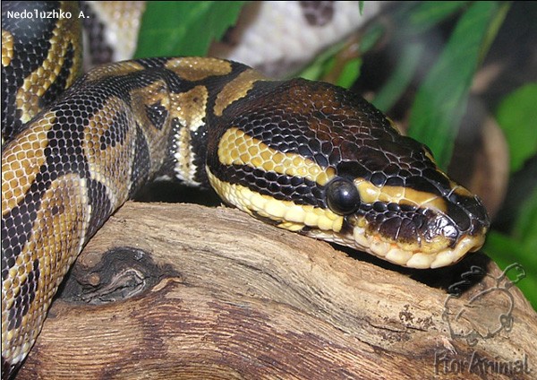 http://www.floranimal.ru/gallery/big/2496.jpg