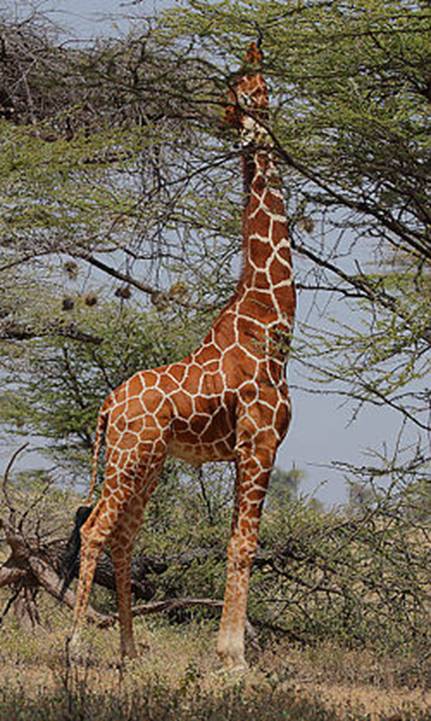 http://wpcontent.answcdn.com/wikipedia/commons/thumb/f/f4/Flickr_-_Rainbirder_-_High-rise_living.jpg/250px-Flickr_-_Rainbirder_-_High-rise_living.jpg
