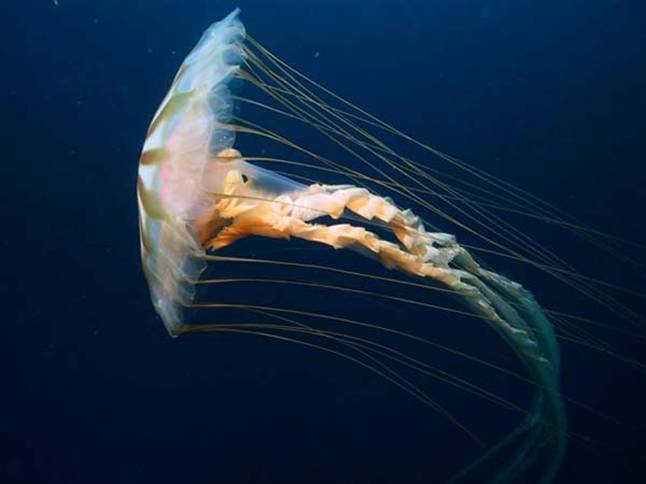 Chrysaora_jelly