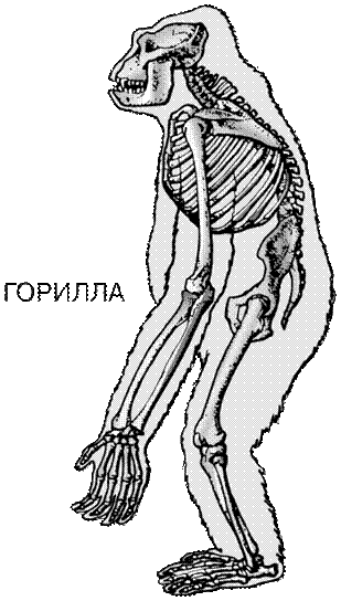 http://www.bigpi.biysk.ru/encicl/articles/02/1000247/1533_023.gif