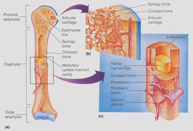 slide0060_image024