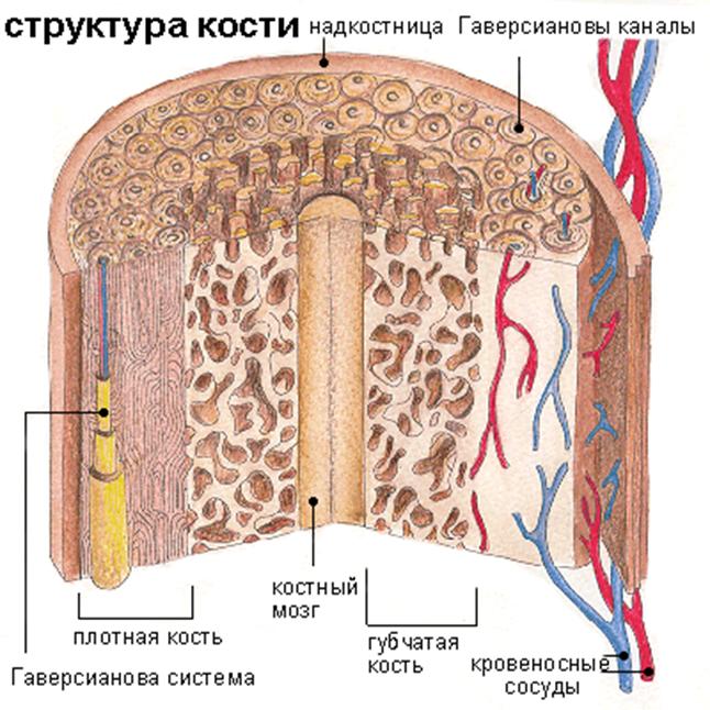 http://www.glazamed.ru/images/stories/sch/Zk2.gif